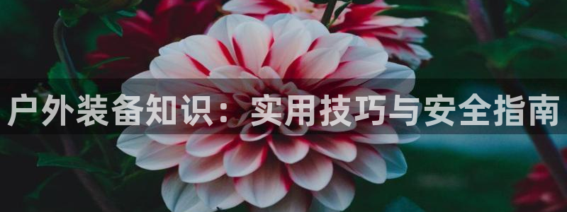 利记投注平台官网